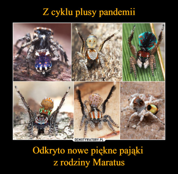 Z cyklu plusy pandemii Odkryto nowe piękne pająki 
z rodziny Maratus
