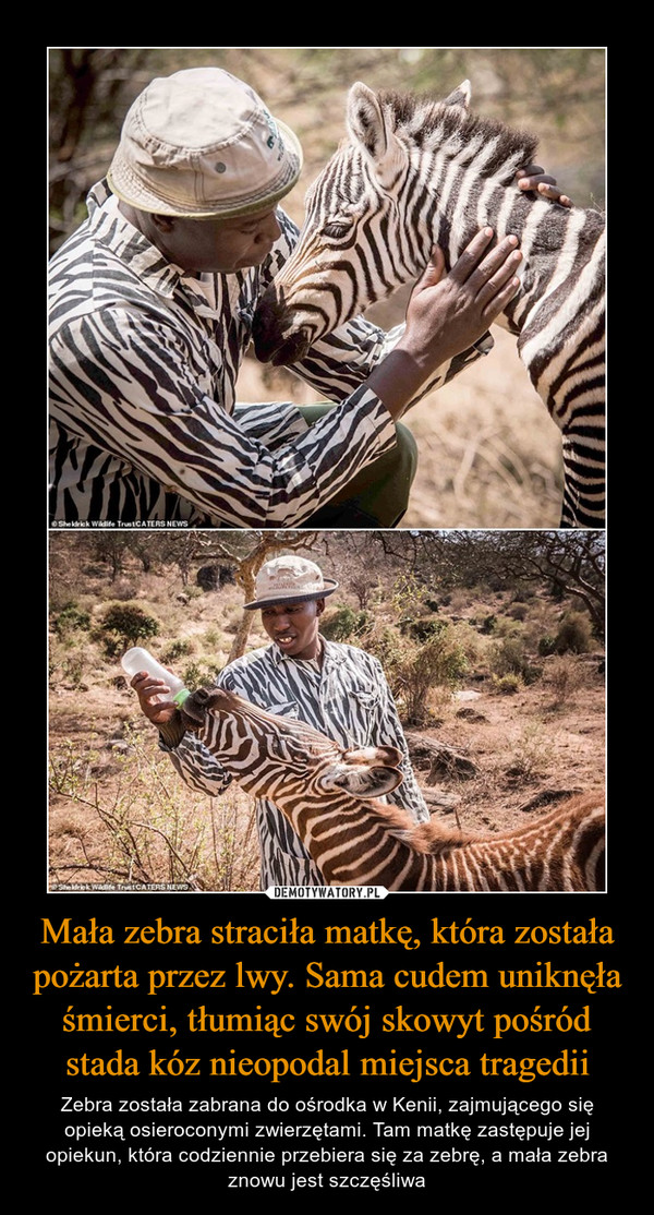 Mała zebra straciła matkę, która została pożarta przez lwy. Sama cudem uniknęła śmierci, tłumiąc swój skowyt pośród stada kóz nieopodal miejsca tragedii – Zebra została zabrana do ośrodka w Kenii, zajmującego się opieką osieroconymi zwierzętami. Tam matkę zastępuje jej opiekun, która codziennie przebiera się za zebrę, a mała zebra znowu jest szczęśliwa 