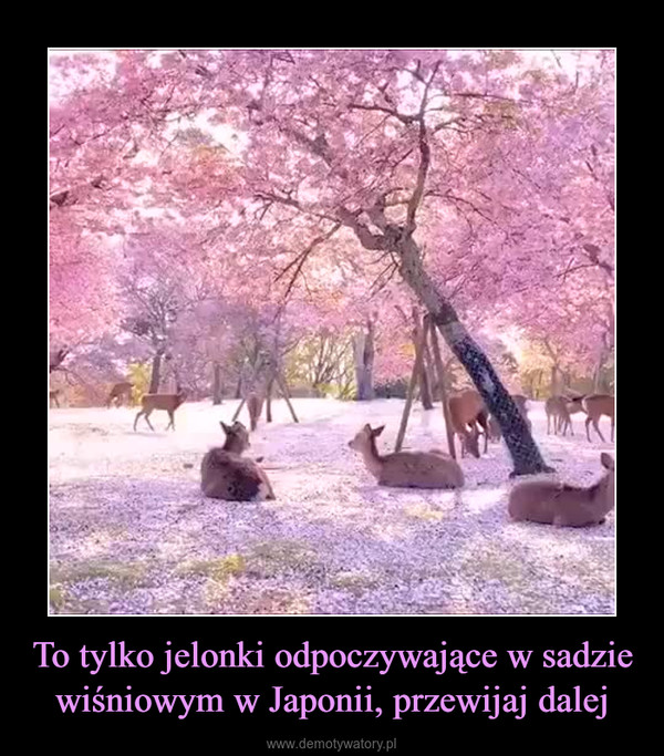 To tylko jelonki odpoczywające w sadzie wiśniowym w Japonii, przewijaj dalej –  