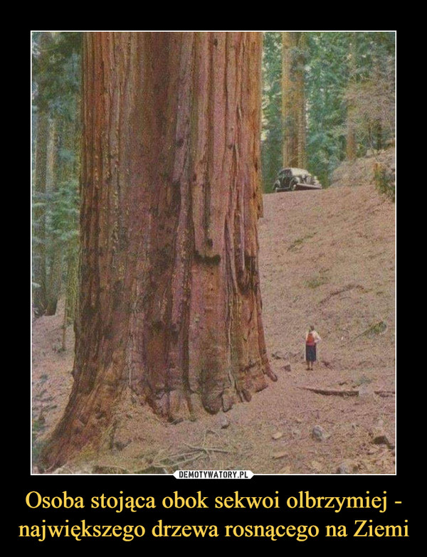 Osoba stojąca obok sekwoi olbrzymiej - największego drzewa rosnącego na Ziemi –  