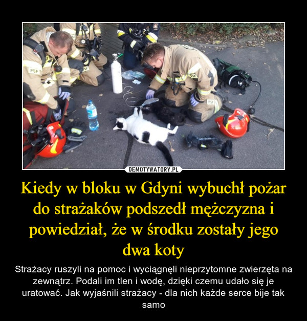 Kiedy w bloku w Gdyni wybuchł pożar do strażaków podszedł mężczyzna i powiedział, że w środku zostały jego dwa koty