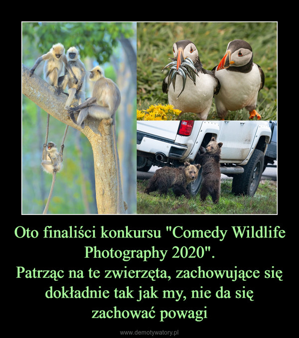 Oto finaliści konkursu "Comedy Wildlife Photography 2020".Patrząc na te zwierzęta, zachowujące się dokładnie tak jak my, nie da się zachować powagi –  