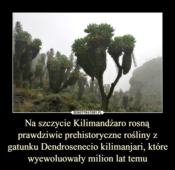 Na szczycie Kilimandżaro rosną prawdziwie prehistoryczne rośliny z gatunku Dendrosenecio kilimanjari, które wyewoluowały milion lat temu –  