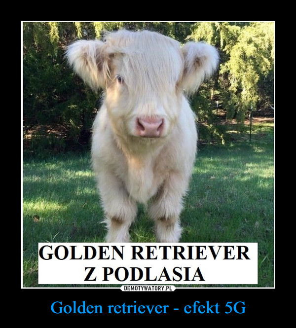 Golden retriever - efekt 5G