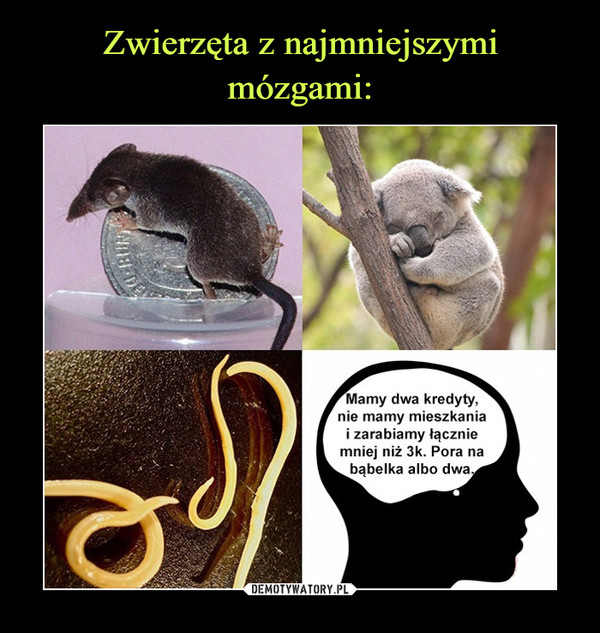 Zwierzęta z najmniejszymi mózgami: