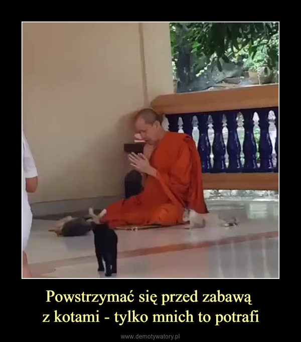 Powstrzymać się przed zabawą z kotami - tylko mnich to potrafi –  