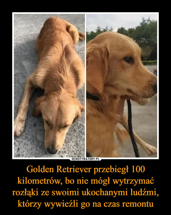 Golden Retriever przebiegł 100 kilometrów, bo nie mógł wytrzymać rozłąki ze swoimi ukochanymi ludźmi, którzy wywieźli go na czas remontu