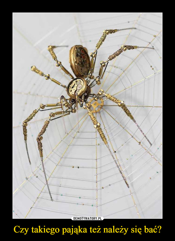 Czy takiego pająka też należy się bać?