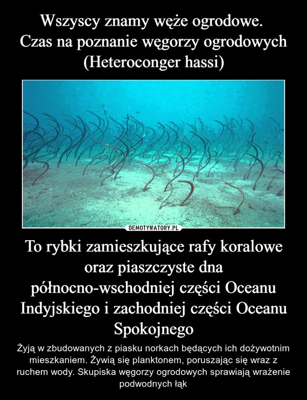 Wszyscy znamy węże ogrodowe. 
Czas na poznanie węgorzy ogrodowych (Heteroconger hassi) To rybki zamieszkujące rafy koralowe oraz piaszczyste dna północno-wschodniej części Oceanu Indyjskiego i zachodniej części Oceanu Spokojnego
