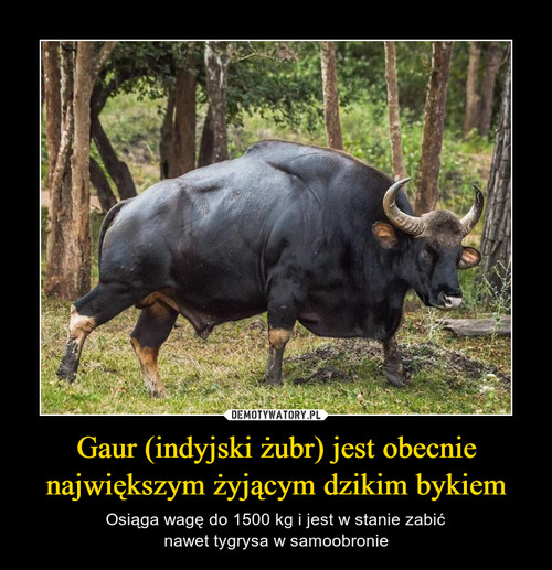 Gaur (indyjski żubr) jest obecnie największym żyjącym dzikim bykiem
