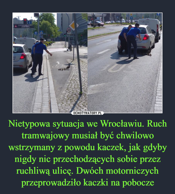 Nietypowa sytuacja we Wrocławiu. Ruch tramwajowy musiał być chwilowo wstrzymany z powodu kaczek, jak gdyby nigdy nic przechodzących sobie przez ruchliwą ulicę. Dwóch motorniczych przeprowadziło kaczki na pobocze