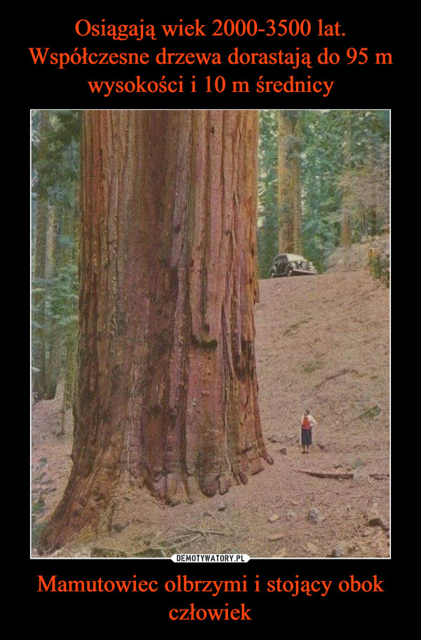 Osiągają wiek 2000-3500 lat. Współczesne drzewa dorastają do 95 m wysokości i 10 m średnicy Mamutowiec olbrzymi i stojący obok człowiek