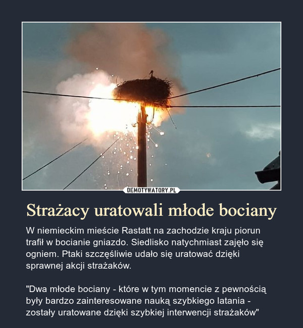 Strażacy uratowali młode bociany – W niemieckim mieście Rastatt na zachodzie kraju piorun trafił w bocianie gniazdo. Siedlisko natychmiast zajęło się ogniem. Ptaki szczęśliwie udało się uratować dzięki sprawnej akcji strażaków."Dwa młode bociany - które w tym momencie z pewnością były bardzo zainteresowane nauką szybkiego latania - zostały uratowane dzięki szybkiej interwencji strażaków" 