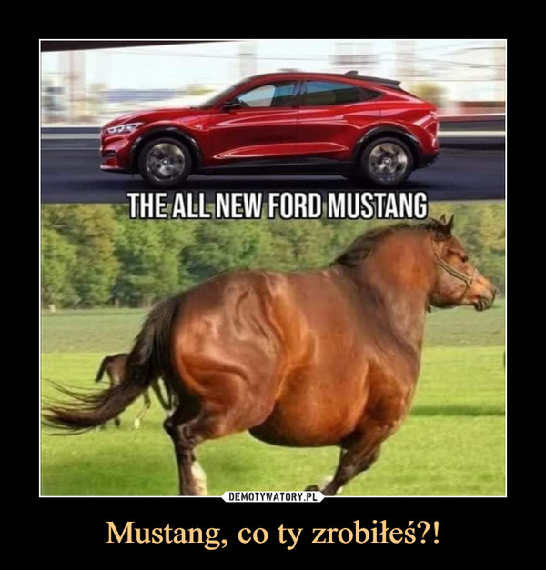 Mustang, co ty zrobiłeś?! –  