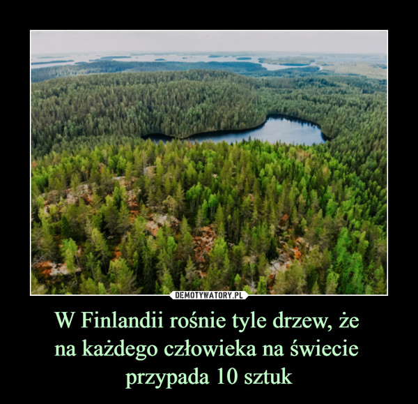 W Finlandii rośnie tyle drzew, że na każdego człowieka na świecie przypada 10 sztuk –  