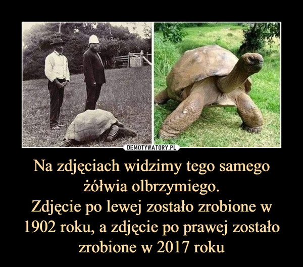 Na zdjęciach widzimy tego samego żółwia olbrzymiego.
Zdjęcie po lewej zostało zrobione w 1902 roku, a zdjęcie po prawej zostało zrobione w 2017 roku