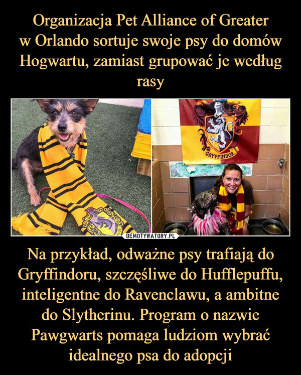 Na przykład, odważne psy trafiają do Gryffindoru, szczęśliwe do Hufflepuffu, inteligentne do Ravenclawu, a ambitne do Slytherinu. Program o nazwie Pawgwarts pomaga ludziom wybrać idealnego psa do adopcji –  