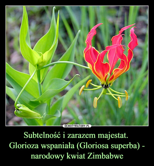 Subtelność i zarazem majestat. 
Glorioza wspaniała (Gloriosa superba) - narodowy kwiat Zimbabwe