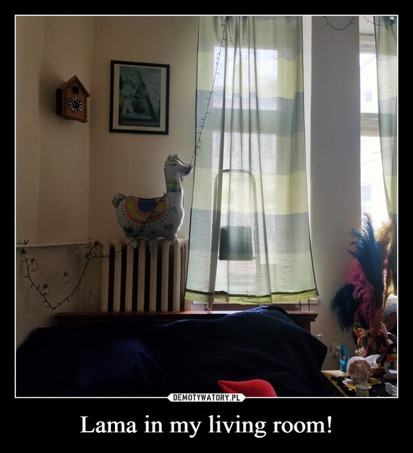 Lama in my living room! –  
