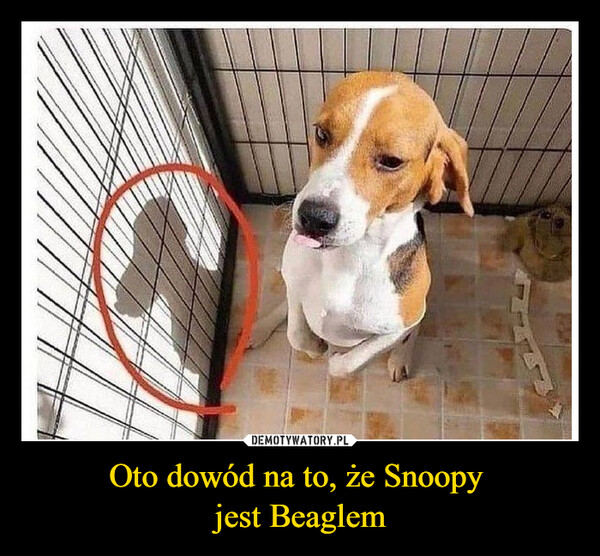 Oto dowód na to, że Snoopy 
jest Beaglem