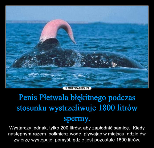 Penis Płetwala błękitnego podczas stosunku wystrzeliwuje 1800 litrów spermy.