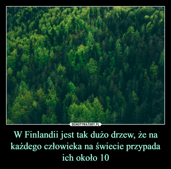 W Finlandii jest tak dużo drzew, że na każdego człowieka na świecie przypada ich około 10 –  