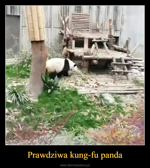 Prawdziwa kung-fu panda –  