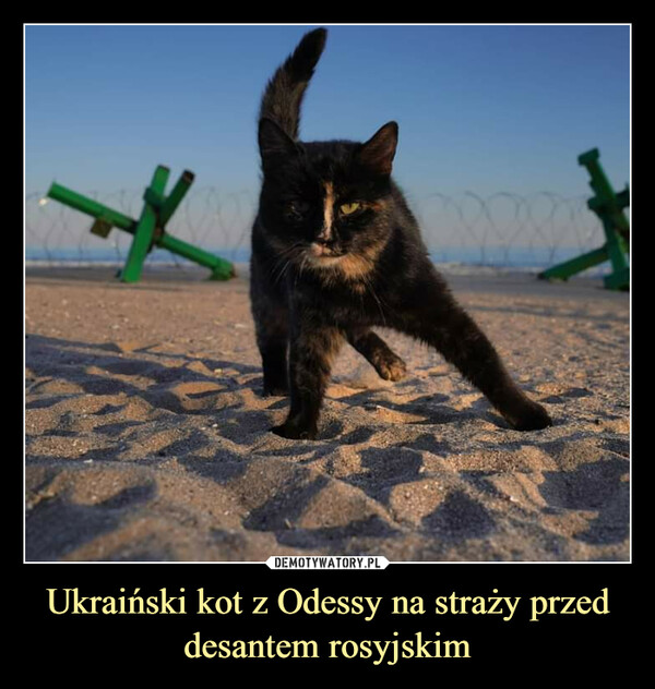 Ukraiński kot z Odessy na straży przed desantem rosyjskim