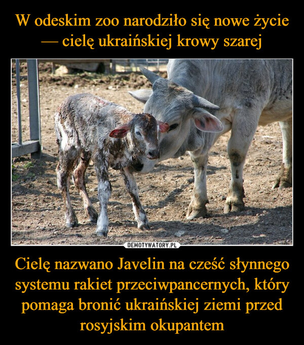 W odeskim zoo narodziło się nowe życie — cielę ukraińskiej krowy szarej Cielę nazwano Javelin na cześć słynnego systemu rakiet przeciwpancernych, który pomaga bronić ukraińskiej ziemi przed rosyjskim okupantem