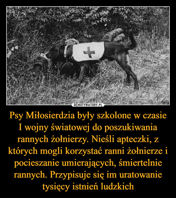 Psy Miłosierdzia były szkolone w czasie I wojny światowej do poszukiwania rannych żołnierzy. Nieśli apteczki, z których mogli korzystać ranni żołnierze i pocieszanie umierających, śmiertelnie rannych. Przypisuje się im uratowanie tysięcy istnień ludzkich –  