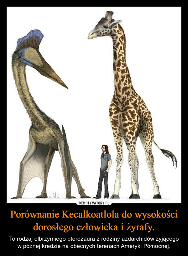 Porównanie Kecalkoatlola do wysokości dorosłego człowieka i żyrafy. – To rodzaj olbrzymiego pterozaura z rodziny azdarchidów żyjącego w późnej kredzie na obecnych terenach Ameryki Północnej. 