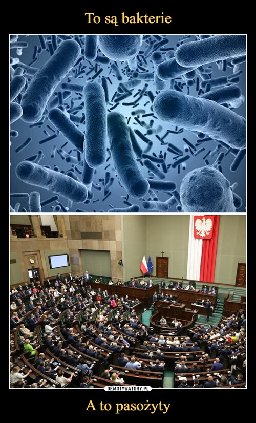 To są bakterie A to pasożyty