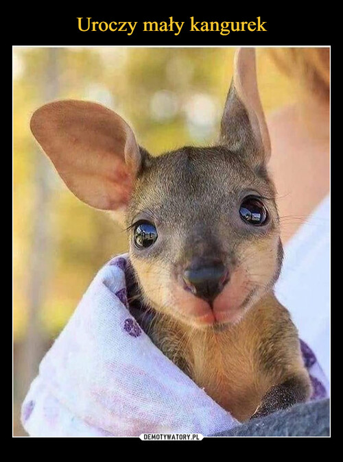 Uroczy mały kangurek