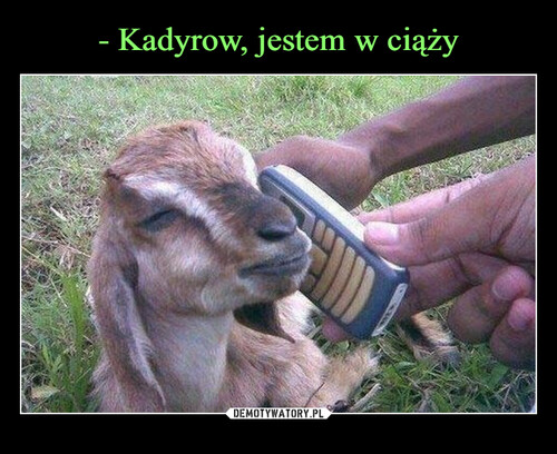 - Kadyrow, jestem w ciąży