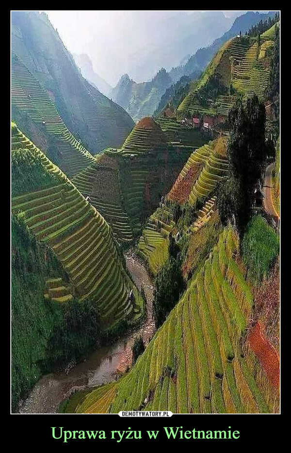 Uprawa ryżu w Wietnamie