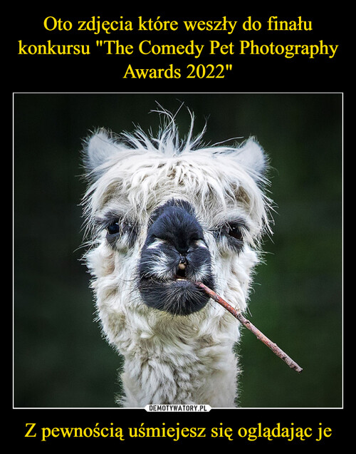 Oto zdjęcia które weszły do finału konkursu "The Comedy Pet Photography Awards 2022" Z pewnością uśmiejesz się oglądając je