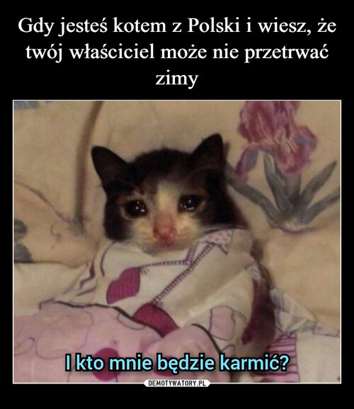 Gdy jesteś kotem z Polski i wiesz, że twój właściciel może nie przetrwać zimy