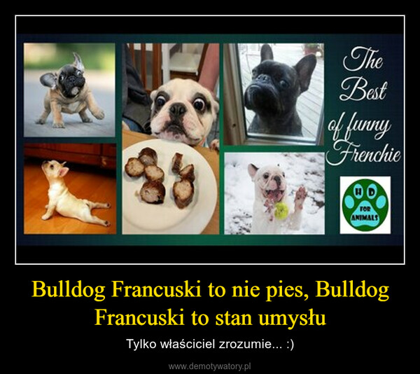 Bulldog Francuski to nie pies, Bulldog Francuski to stan umysłu – Tylko właściciel zrozumie... :) 