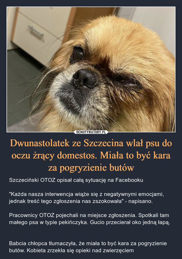 Dwunastolatek ze Szczecina wlał psu do oczu żrący domestos. Miała to być kara za pogryzienie butów