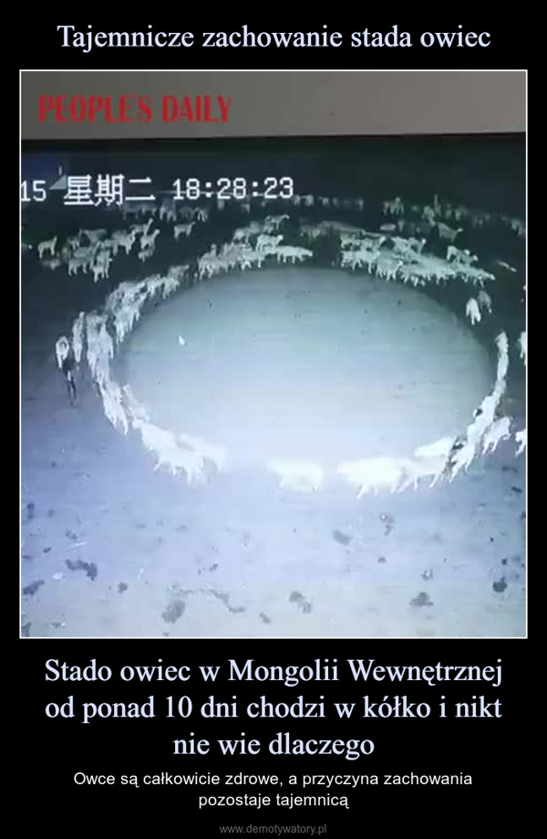 Stado owiec w Mongolii Wewnętrznejod ponad 10 dni chodzi w kółko i niktnie wie dlaczego – Owce są całkowicie zdrowe, a przyczyna zachowaniapozostaje tajemnicą PEOPLES DAILY