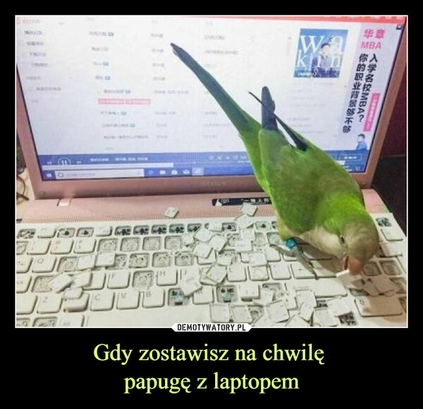 Gdy zostawisz na chwilę papugę z laptopem –  