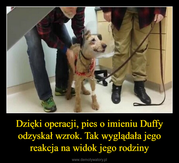 Dzięki operacji, pies o imieniu Duffy odzyskał wzrok. Tak wyglądała jego reakcja na widok jego rodziny –  