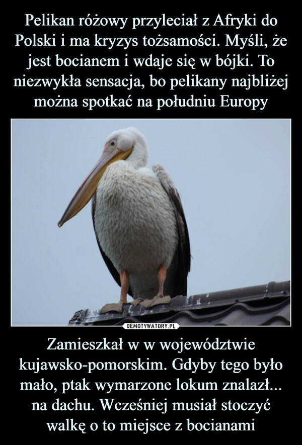 Zamieszkał w w województwie kujawsko-pomorskim. Gdyby tego było mało, ptak wymarzone lokum znalazł... na dachu. Wcześniej musiał stoczyć walkę o to miejsce z bocianami –  