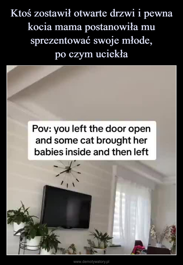  –  Pov: you left the door openand some cat brought herbabies inside and then left