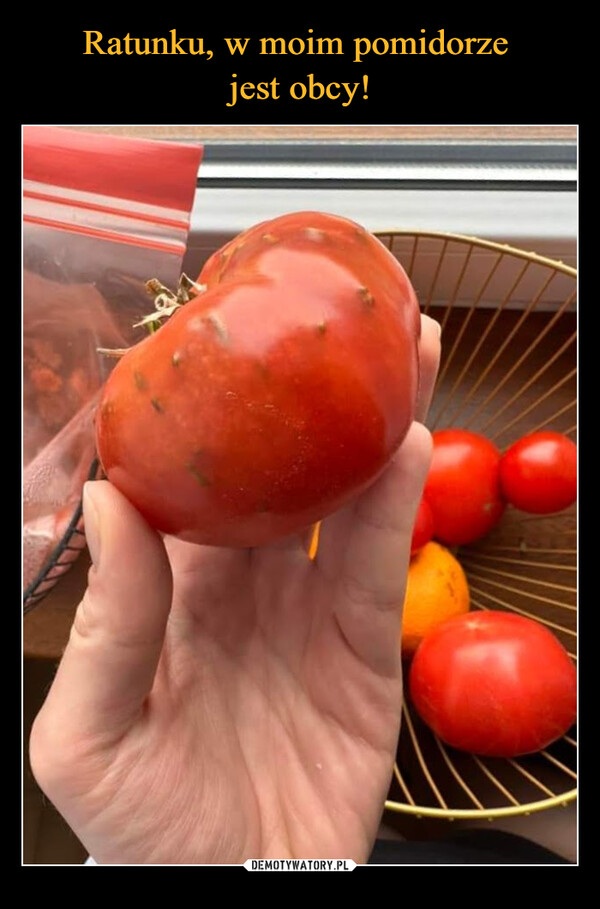 Ratunku, w moim pomidorze 
jest obcy!
