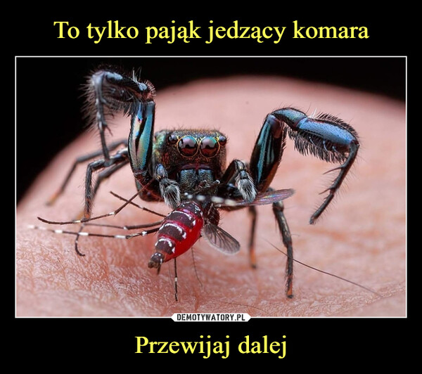 To tylko pająk jedzący komara Przewijaj dalej