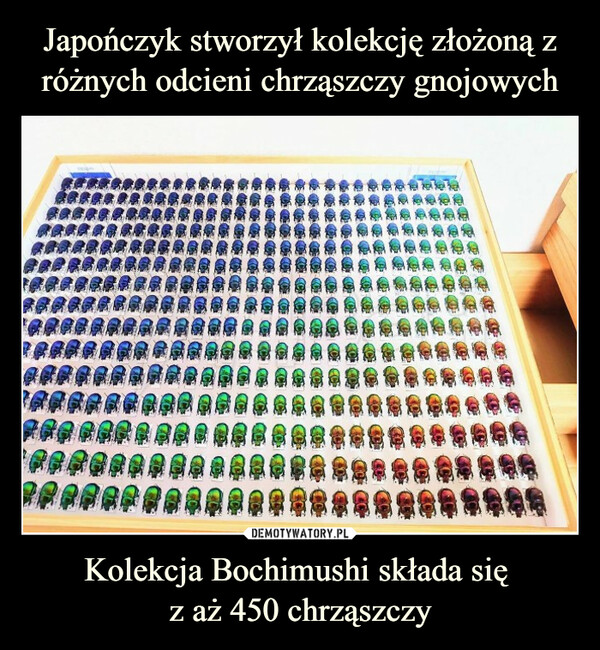 Japończyk stworzył kolekcję złożoną z różnych odcieni chrząszczy gnojowych Kolekcja Bochimushi składa się 
z aż 450 chrząszczy