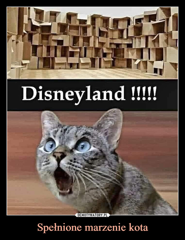 Spełnione marzenie kota –  Disneyland !!!!!