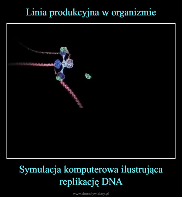 Symulacja komputerowa ilustrująca replikację DNA –  AA