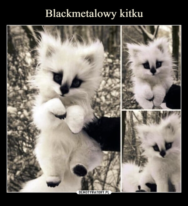 Blackmetalowy kitku